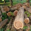 What are teak wood grades and why they are important